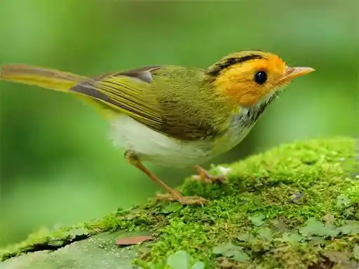 Game: Diapositiva de pájaros