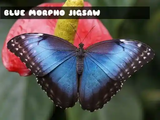 Game: Rompecabezas de la mariposa Morpho azul