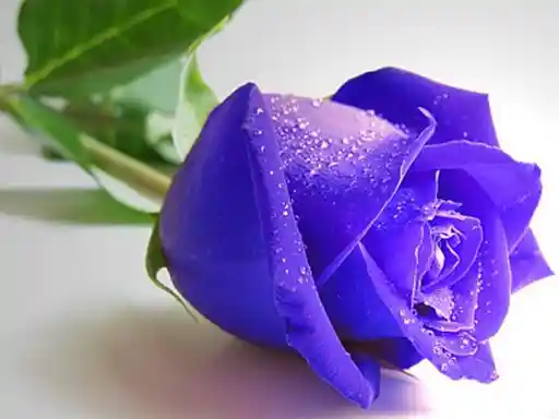 Game: Rompecabezas de Rosas Azules