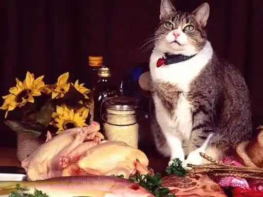 Game: Rompecabezas de gatos divertidos