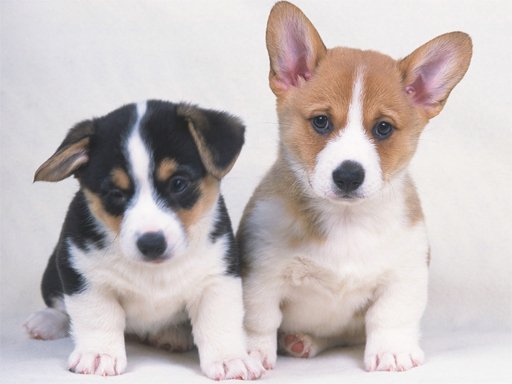 Play: Cute Puppies Puzzle Img