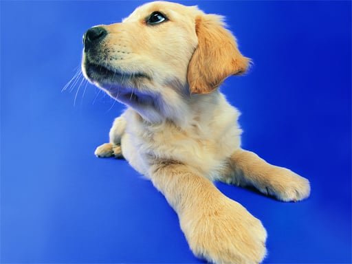 Play: Funny Cats and Dogs Jigsaw Puzzle Img