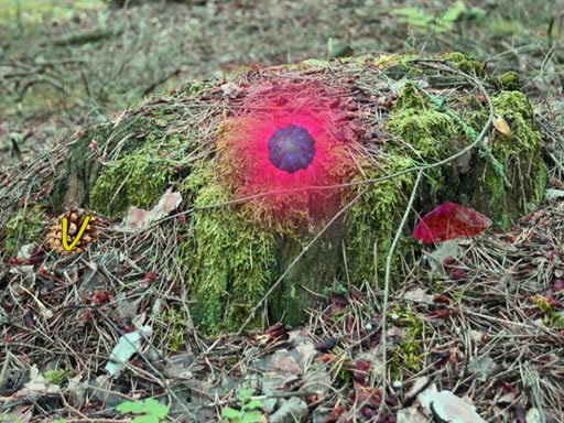 Play: Mysterious Password Forest  Autumn Edition 2 Img