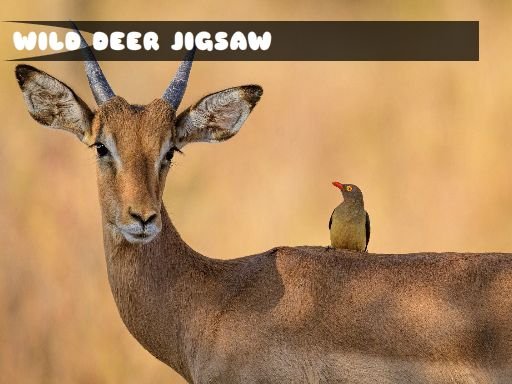 Play: Wild Deer Jigsaw Img